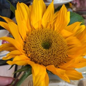 Meet your Posher, Debbie